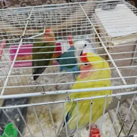 سه عدد طوطی برزیلی