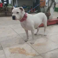 سگ پیتبول امریکن