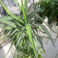 تعدادی گل آپارتمانی