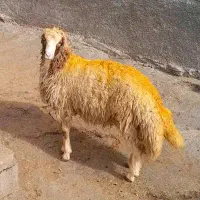 گوسفند|حیوانات مزرعه|گهواره, |دیوار