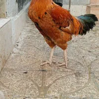 مرغ خروس|حیوانات مزرعه|کردکوی, |دیوار