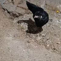 مرغ و خروس گلین