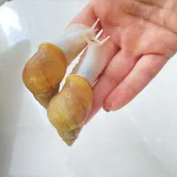 حلزون