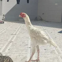 خروس لاری|حیوانات مزرعه|فراشبند, |دیوار