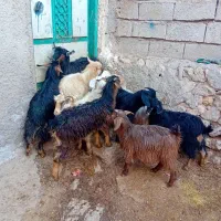 ۱۰عدد چپیش نر وماده کوک وسرحال برای فروشی