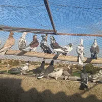 کبوتر تهرونی ماده برای گرو|پرنده|اصفهان, طاحونه|دیوار