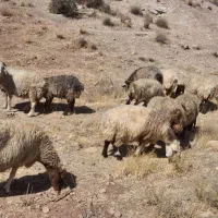 شیشک و میش|حیوانات مزرعه|شیراز, احمدآباد|دیوار