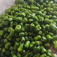 دلمه گلخانه ای