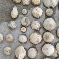 خارپشت دریایی توتیا دریایی|کلکسیون اشیاء عتیقه|تهران, زعفرانیه|دیوار