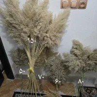گیاه خشک طبیعی پامپاس با ارسال را یگان