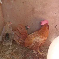 سلام فروش دوتا مرغ هروز تخم ویک عدد خروس|حیوانات مزرعه|نگین کویر, |دیوار