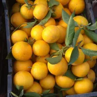 پرتقال محلی لشکری