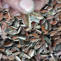 تخمه افتاب گردان|حراج|کدکن, |دیوار