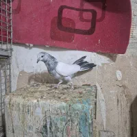 ۱۵ تا پرنده پرشی|پرنده|شاهین‌شهر, طالقانی|دیوار