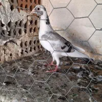 کبوتر پلنگی|پرنده|گنبد کاووس, |دیوار