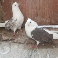 کبوتر نر و ماده جوان