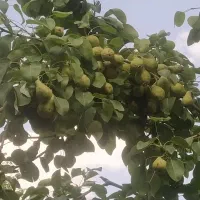 پیوند چند مدل میوه روی یه پایه تخصص من هست|خدمات باغبانی و درختکاری|کوهسار (البرز), |دیوار
