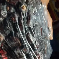 خرمایی مضافتی|حراج|ملک‌آباد, |دیوار