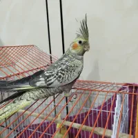 عروس هلندی|پرنده|پاکدشت, شهرک امام رضا|دیوار