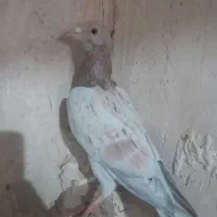 کبوتر هفرنگ