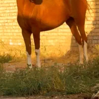 اسب|اسب و تجهیزات اسب‌سواری|اصفهان, قلعه طبره|دیوار