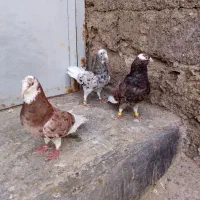 کبوترتهرانی وساده