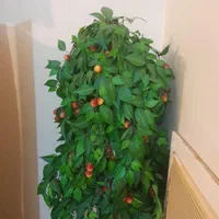 درختچه تزئینی گیلاس