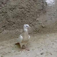 کفتر مفلق طوقی