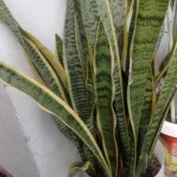 سانسوریا لب طلایی