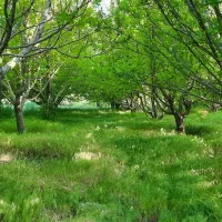 باغ زیبا،با قیمت اقتصادی در فش