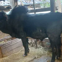 ورزا محلی هم داشتی هم گوشتی کم سن|حیوانات مزرعه|رشت, لاکان|دیوار