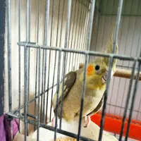 عروس هلندی معاوضه با سهره|پرنده|قرچک, باقرآباد|دیوار