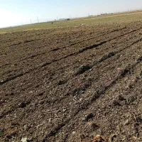 چغندر قند|عمدهفروشی|فامنین, |دیوار