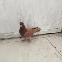 تهرانی زوردار|پرنده|سرپل ذهاب, |دیوار