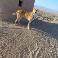 سلام یک عدد سگ نگهبانی وگلگی