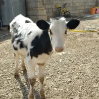 گوساله سمینتال|حیوانات مزرعه|بجنورد, |دیوار