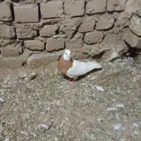 کفتر|پرنده|نیشابور, بکاول|دیوار
