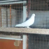 کفتر پرشی تیرماه دیده|پرنده|رباطکریم, رباطکریم|دیوار