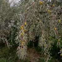 نهال سنجد حاج حسین|خدمات باغبانی و درختکاری|آذرشهر, |دیوار