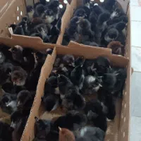 جوجه گلپایگانی یک روزه/ جوجه اردک پکنی یک روزه|حیوانات مزرعه|جوادآباد, |دیوار