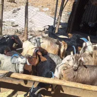 بز داشتی
