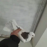 بوینی گولی|پرنده|مرند, |دیوار