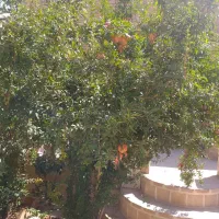 اجاره یک واحد ویلایی سنتی پیشواه