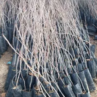 نهالستان،پسته بادام گردو انگور،میوه