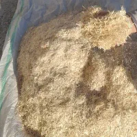 کاه نارد گندم