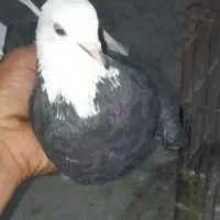 پرنده|پرنده|ایرانشهر, |دیوار