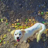 واگذاری سگ پاپی بالغ