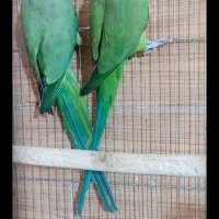 طوطی ملنگومولد معاوضه باگرینچیک. گلدین. قناری|پرنده|مشهد, شهید قربانی|دیوار