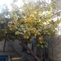 خانه فروشی نزدیک مولوی و بازار|فروش خانه و ویلا|تهران, هرندی|دیوار