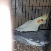 مرغ عشق وعروس هلندی|پرنده|یزد, |دیوار